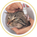 Das Katzenohr – Kleintierpraxis Bad Rodach – Dr. Peter Schunk